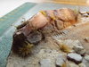 DSCF1447.JPG