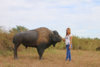 lifesize bison.jpg