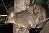 Brushtail+Possum+David+Cook.jpg