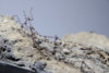 Diorama 4_208.jpg