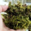 Sphagnum Moss.jpg