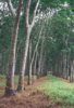 Rubber trees.jpg Rubber trees.jpg