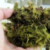 Sphagnum Moss.jpg