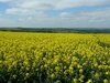 oilseed-rape-seedtech-1024x768.jpg