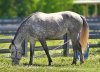 Dapple Grey Horse.jpg Dapple Grey Horse.jpg
