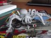 spider3 001.JPG