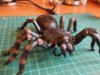 spider3 008.JPG