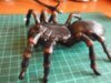 spider3 010.JPG