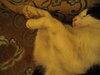 Scruffie Bonnie 2 050619.JPG