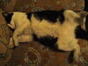 Scruffy Bonnie 1 050619.JPG