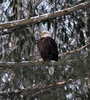 eagle 2.jpg