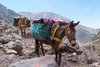 Mule-trekking.jpg Mule-trekking.jpg