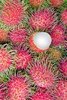 Rambutan.jpg Rambutan.jpg
