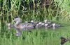 wood ducks 2.jpg