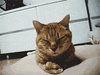 cute-cat-gifs-018.gif
