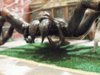 spider4 007.JPG