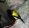 yellow bird.jpg yellow bird.jpg