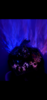 CE3E2633-A1A4-49BE-9EF4-0D6DB9C635BD.png