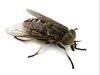 horse fly.jpg