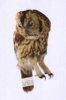 TAWNEY OWL IMAGE.jpg