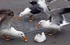 Seagull-Feed-2.jpg Seagull-Feed-2.jpg