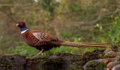 Male Pheasant.jpg