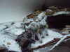 Last stand 007..jpg