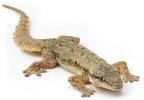Gecko.jpg Gecko.jpg