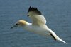 Flying Gannet.jpg
