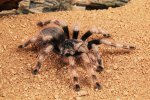 Tarantula.jpg