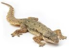 Gecko.jpg
