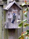Bluetit  cropped.JPG