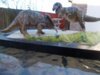 Dino rumble completed 008.JPG