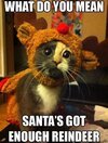 funny-christmas-cats-photos.jpg