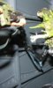 DSCF2475.JPG