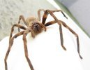 1200px-Sparassidae_Palystes_castaneus_mature_female_9923s.jpg