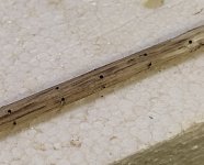 IMG_20250105_000208.jpg IMG_20250105_000208.jpg