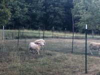 Click image for larger version  Name:	A994F80D-486A-4BFE-A79A-495612E11809.jpg Views:	5 Size:	740.0 KB ID:	1232775