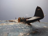 Click image for larger version  Name:	P1390511.jpg Views:	6 Size:	186.9 KB ID:	1254892