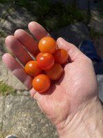 IMG_3495.jpg IMG_3495.jpg