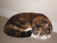 Click image for larger version  Name:	tiffany1.jpg Views:	0 Size:	10.0 KB ID:	1236123