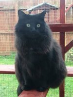 Click image for larger version  Name:	willow4.jpg Views:	0 Size:	374.4 KB ID:	1236125