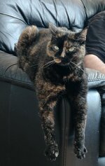 Click image for larger version  Name:	willow4.jpg Views:	0 Size:	374.4 KB ID:	1236125