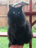 Click image for larger version  Name:	willow4.jpg Views:	0 Size:	374.4 KB ID:	1236125