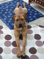 Click image for larger version  Name:	P1390126.jpg Views:	0 Size:	334.1 KB ID:	1248759