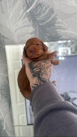 Click image for larger version  Name:	maisie.jpg Views:	0 Size:	144.9 KB ID:	1258371