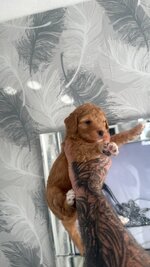 Click image for larger version  Name:	maisie.jpg Views:	0 Size:	144.9 KB ID:	1258371