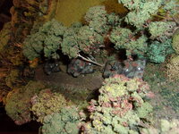 Ambush Leopards n Technical.jpg