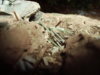 WW1 TANK 016.jpg