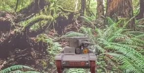T26 forest pics final pics (3).webp